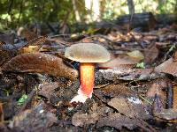 Boletus truncatus image