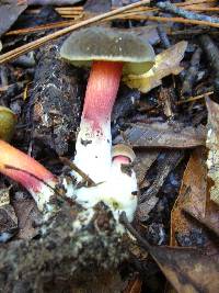 Boletus truncatus image