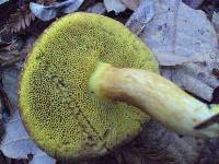 Boletus subtomentosus image