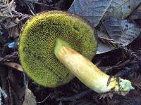 Boletus subtomentosus image