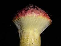 Pulveroboletus ravenelii image