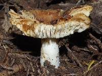 Russula acrolamellata image