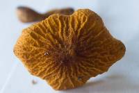 Cystoderma amianthinum image