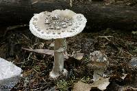 Amanita karea image