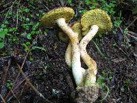 Boletus subtomentosus image