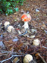 Amanita amerimuscaria image