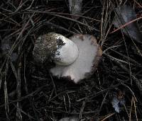 Tylopilus humilis image