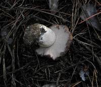 Tylopilus humilis image