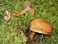 Cortinarius cedretorum image