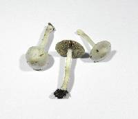 Inocybe geophylla image
