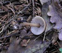 Rhodocollybia butyracea image