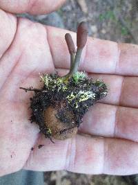 Elaphocordyceps ophioglossoides image