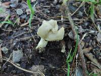 Helvella crispa image