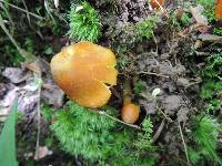 Hygrocybe persistens image