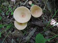 Clitocybe gibba image