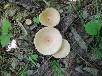 Clitocybe gibba image