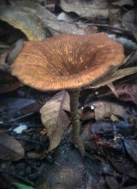 Lentinus velutinus image