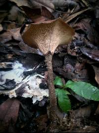 Lentinus velutinus image