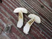 Tylopilus felleus image