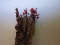 Arcyria denudata image