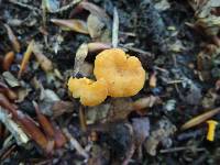 Cantharellus minor image