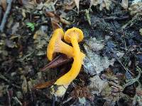 Cantharellus minor image
