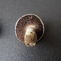 Agaricus floridanus image