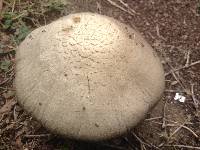 Agaricus porphyrocephalus image