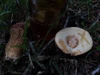 Boletus variipes var. fagicola image