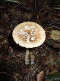 Amanita rhacopus image