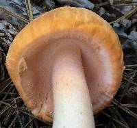 Amanita roseitincta image