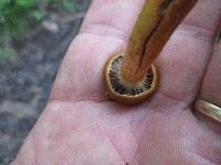 Cortinarius semisanguineus image