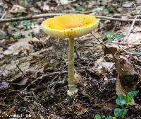 Amanita frostiana image