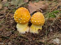 Amanita frostiana image