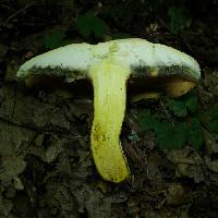 Boletus carminiporus image