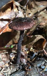 Inocybe tahquamenonensis image