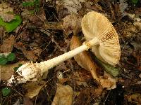 Amanita cokeri image