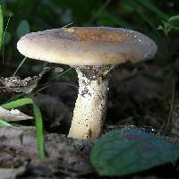Lactarius volemus image