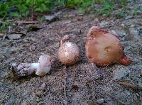 Amanita whetstoneae image