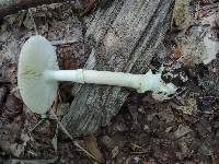 Amanita solaniolens image