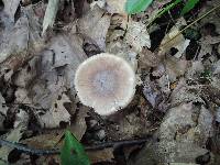 Amanita solaniolens image