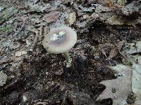 Amanita solaniolens image