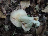 Lactarius argillaceifolius image