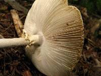 Amanita abrupta image