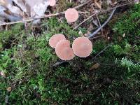 Lactarius oculatus image