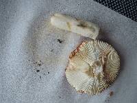 Russula fucosa image