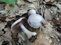 Cortinarius argenteopileatus image