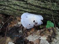 Cortinarius argenteopileatus image