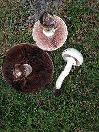 Agaricus silvicola image