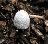 Leucocoprinus cepistipes image